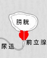 �O���B�̐}�`